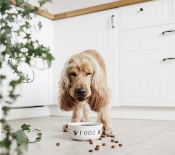 Ankara vega veteriner hayvan dostu veteriner hizmetleri Evcil hayvanlarınızın rutin kontrolleri Kedi, köpek ve diğer evcil hayvanlarınızın hastalıkları Acil durumlarda hızlı ve etkili çözümler