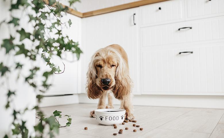 Ankara vega veteriner hayvan dostu veteriner hizmetleri Evcil hayvanlarınızın rutin kontrolleri Kedi, köpek ve diğer evcil hayvanlarınızın hastalıkları Acil durumlarda hızlı ve etkili çözümler