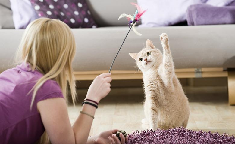 Ankara vega veteriner hayvan dostu veteriner hizmetleri Evcil hayvanlarınızın rutin kontrolleri Kedi, köpek ve diğer evcil hayvanlarınızın hastalıkları Acil durumlarda hızlı ve etkili çözümler