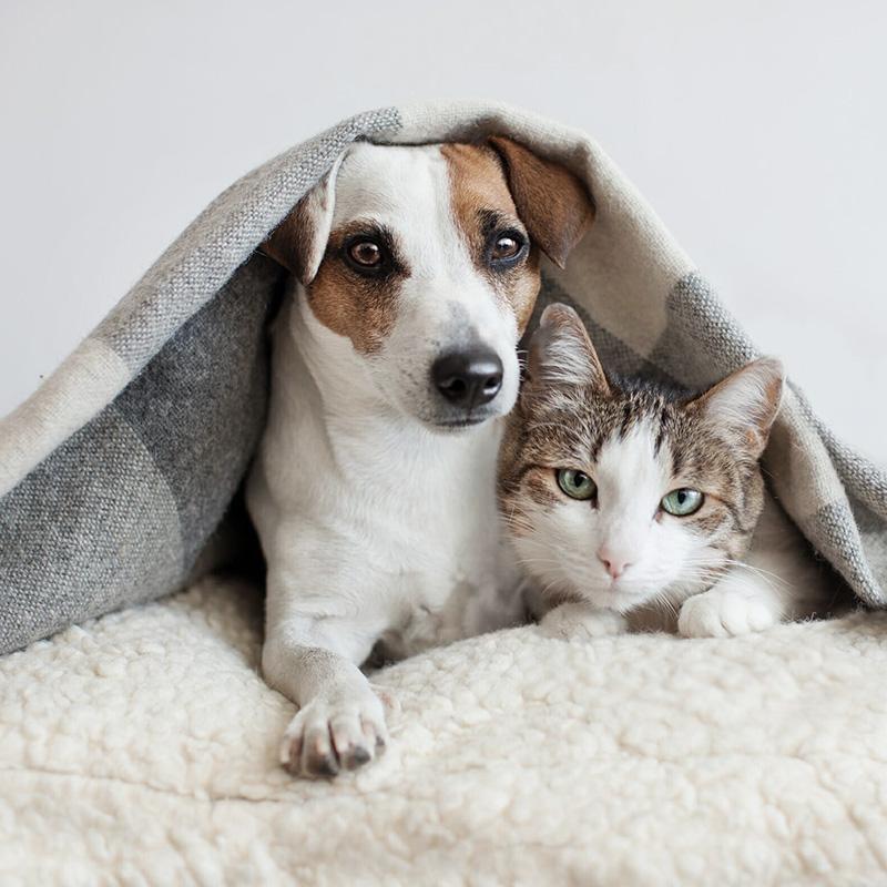 Ankara vega veteriner hayvan dostu veteriner hizmetleri Evcil hayvanlarınızın rutin kontrolleri Kedi, köpek ve diğer evcil hayvanlarınızın hastalıkları Acil durumlarda hızlı ve etkili çözümler