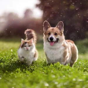 Ankara vega veteriner hayvan dostu veteriner hizmetleri Evcil hayvanlarınızın rutin kontrolleri Kedi, köpek ve diğer evcil hayvanlarınızın hastalıkları Acil durumlarda hızlı ve etkili çözümler